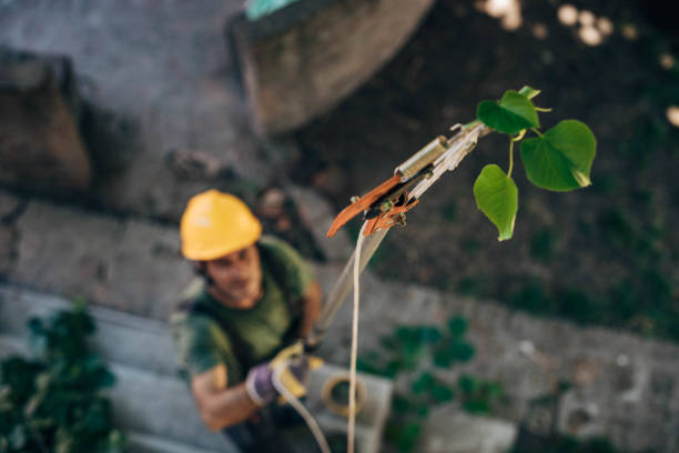 Best Palm Tree Trimming  in Lindsay, CA