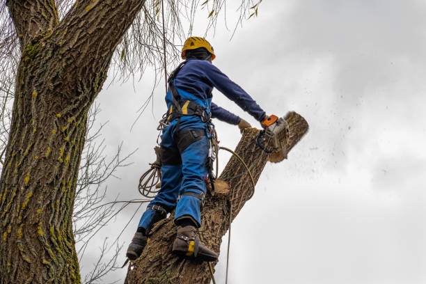 Best Seasonal Cleanup (Spring/Fall)  in Lindsay, CA