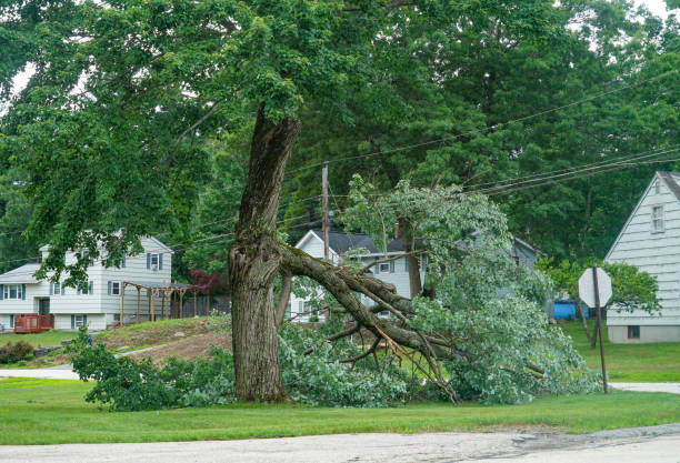 Tree and Shrub Care in Lindsay, CA