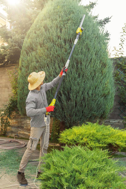 Best Tree Cabling and Bracing  in Lindsay, CA